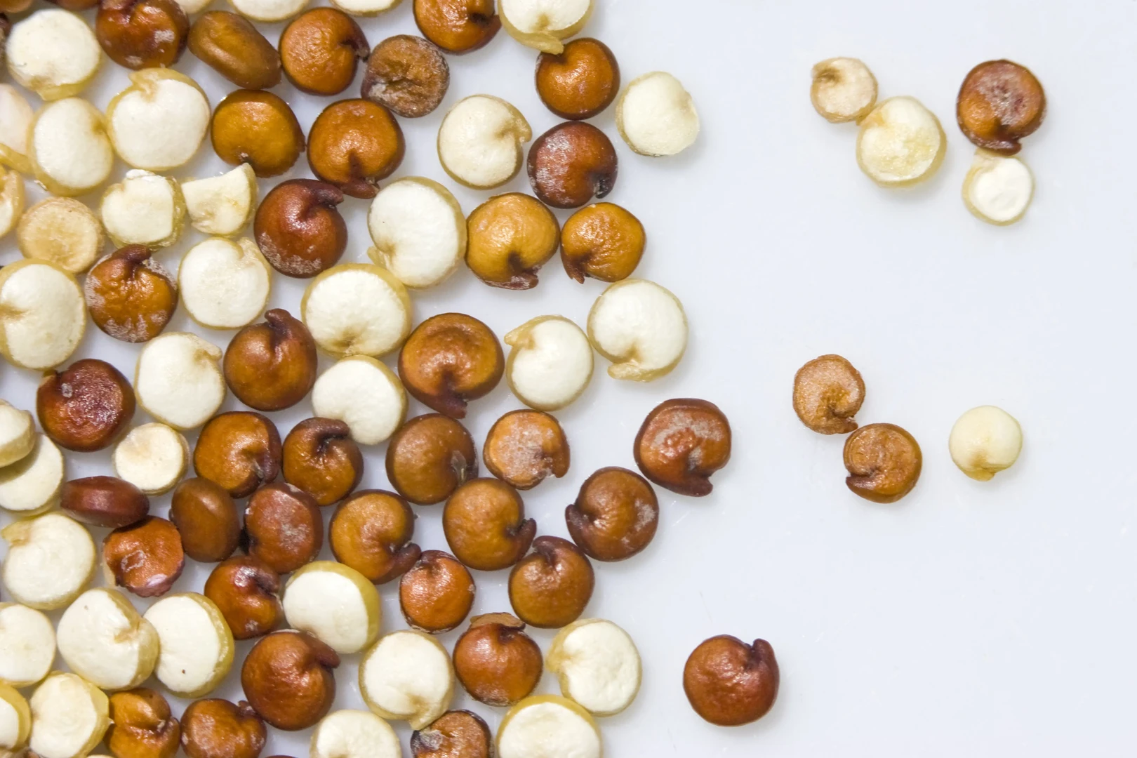 QUINOA – Organic White, Red and Black Royal Grain (Bulk)